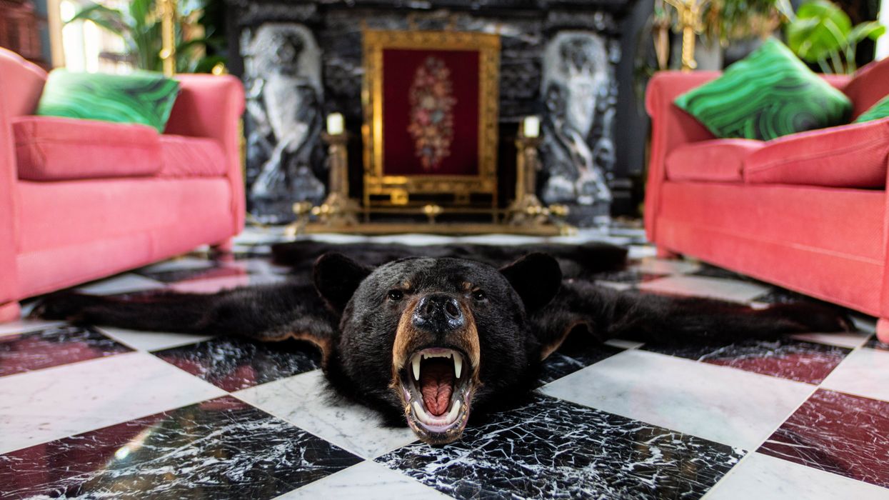 A bear head rug in front of the fireplace.