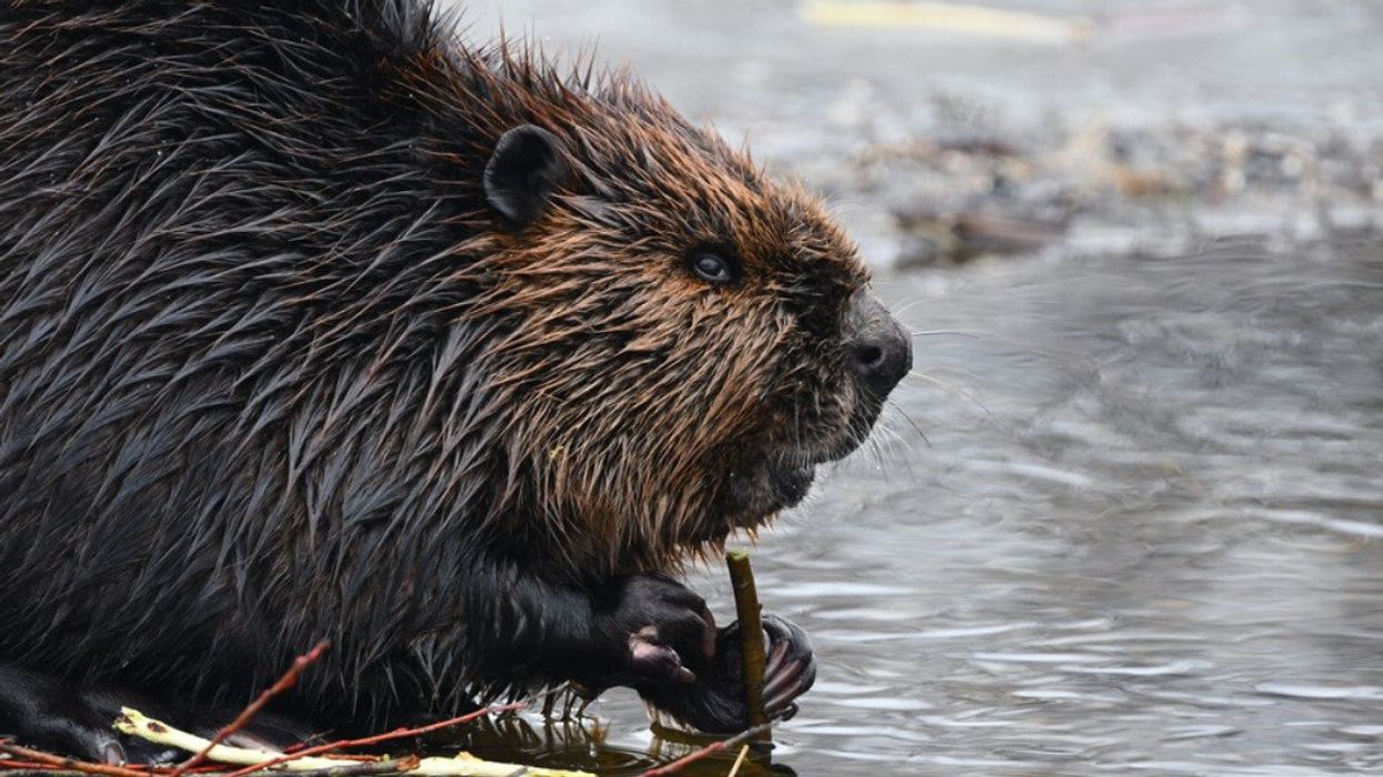A beaver gnaws on a stick by a lake in winter.