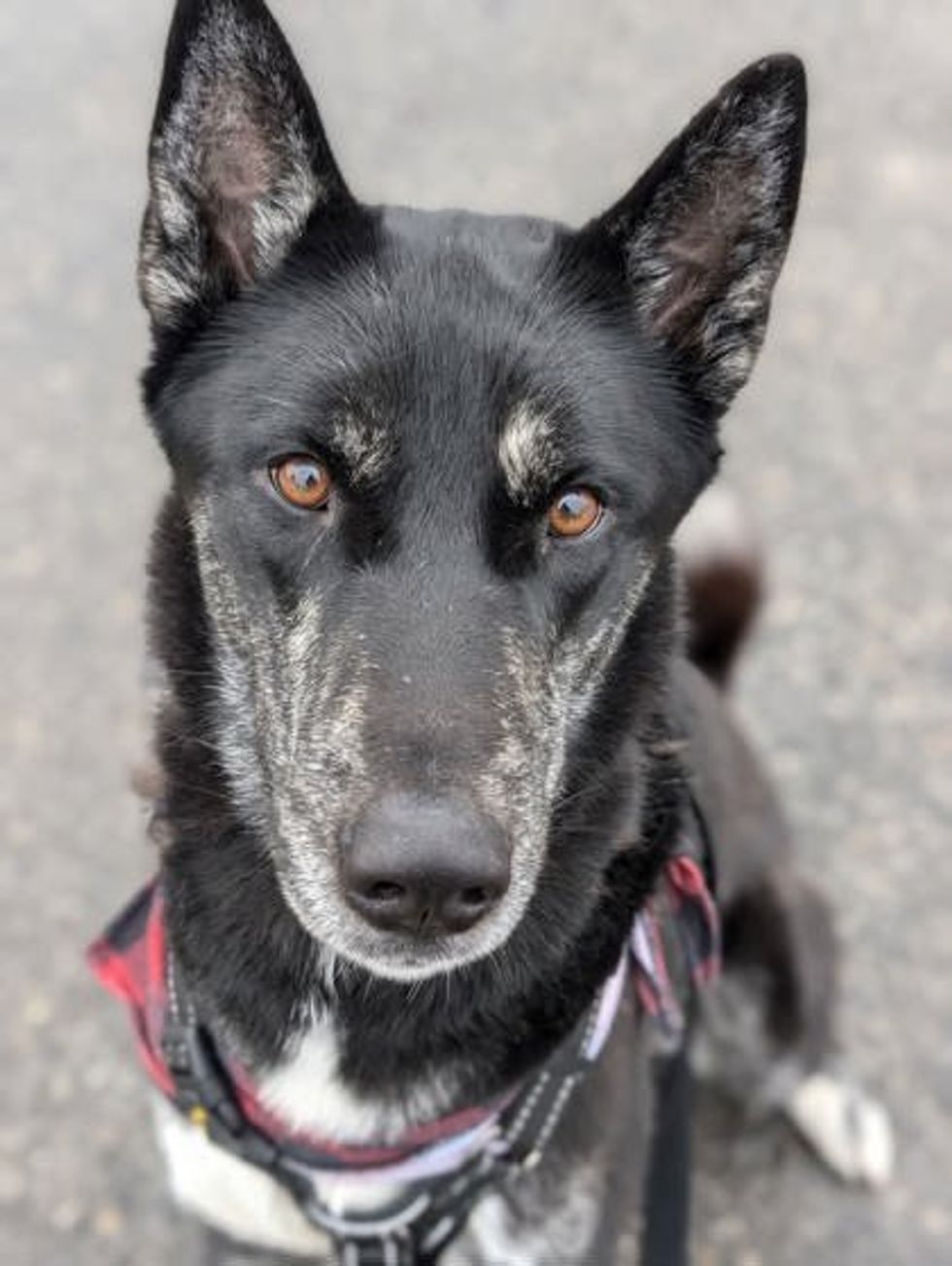A black and gray dog with pointed ears and warm brown eyes looks directly into the camera. He wears a harness with red and black accents.