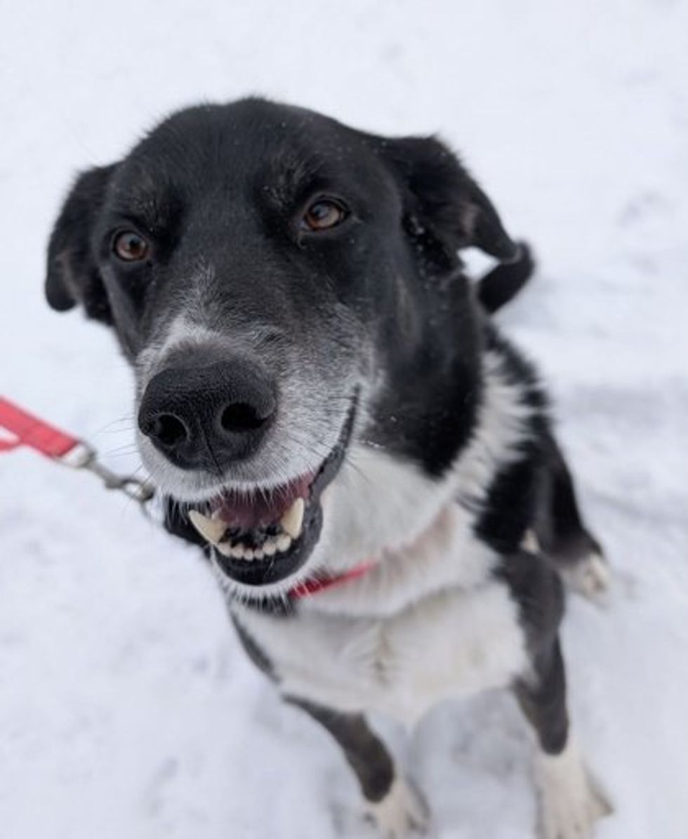 A black and white dog with a fluffy coat and floppy ears sits in the snow outside the SPCA, looking up with a wide, happy grin.