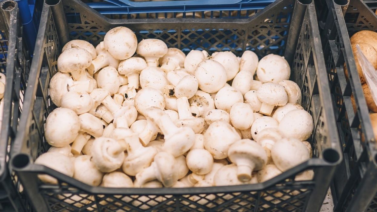 A black crate filled with white mushrooms.
