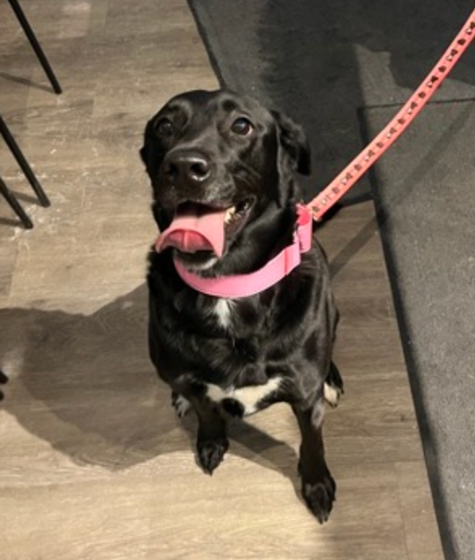 A black dog ready for adoption at the Montreal SPCA.