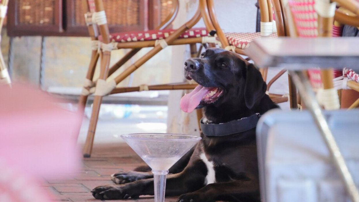 A black dog sitting under a table at an outdoor cafe with a large glass in front