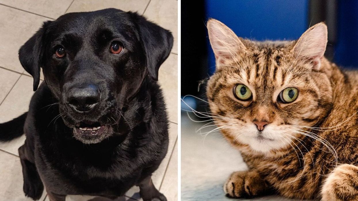 A black dog with brown eyes. Right: A tabby cat with green eyes.