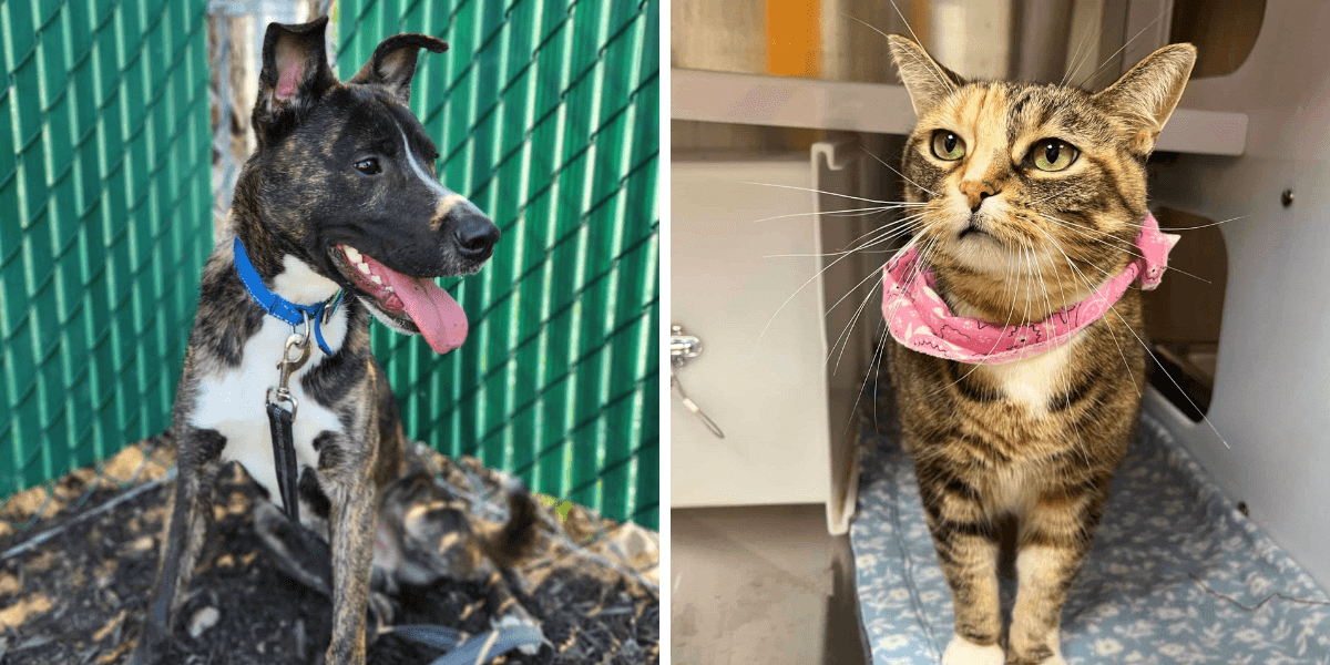 Montrealers Can Adopt a Rescue Pet at Proanima With Waived Fees Until July 19 Montrealers Can Adopt a Rescue Pet at Proanima With Waived Fees Until July 19