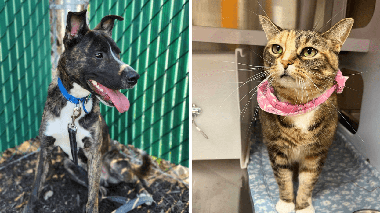 A brindle mixed-breed dog wearing a blue collar. Right: A brown tabby cat wearing a pink bandana in separate areas of the Proanima animal shelter, both available for adoption.