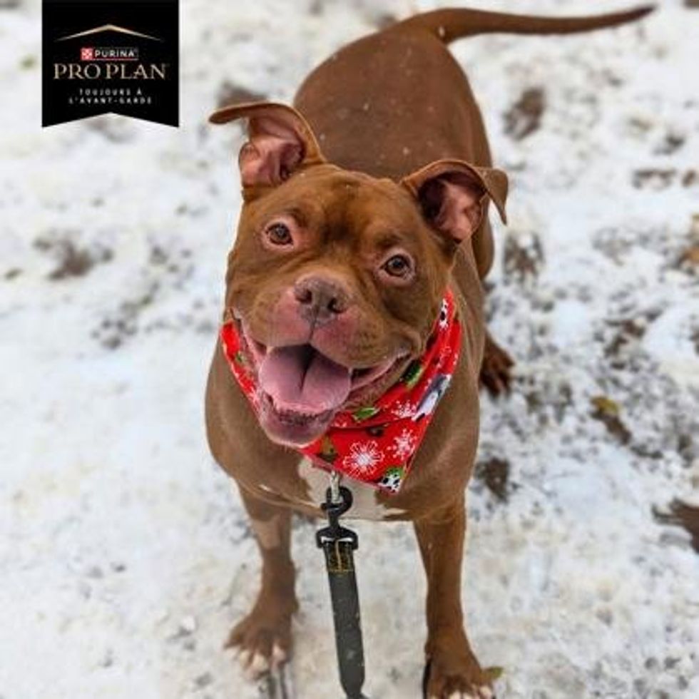 A brown, medium-sized dog with a stocky build and floppy ears stands on a snowy surface, looking up with a wide, happy grin.