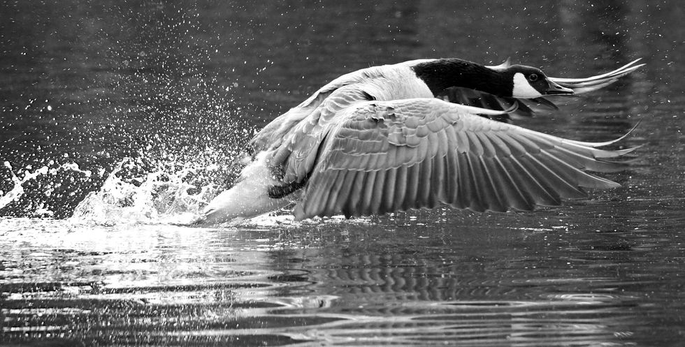 A Canada goose flaps its wings over water.