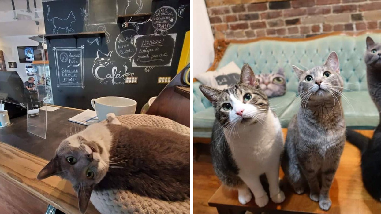 A cat at a café. Right: Cats in front of a couch and brick wall.