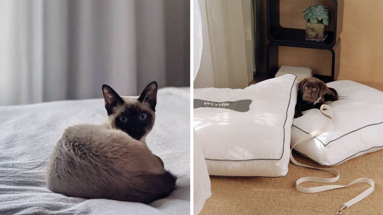 A cat on a hotel bed. Right: A puppy on hotel-provided dog beds.
