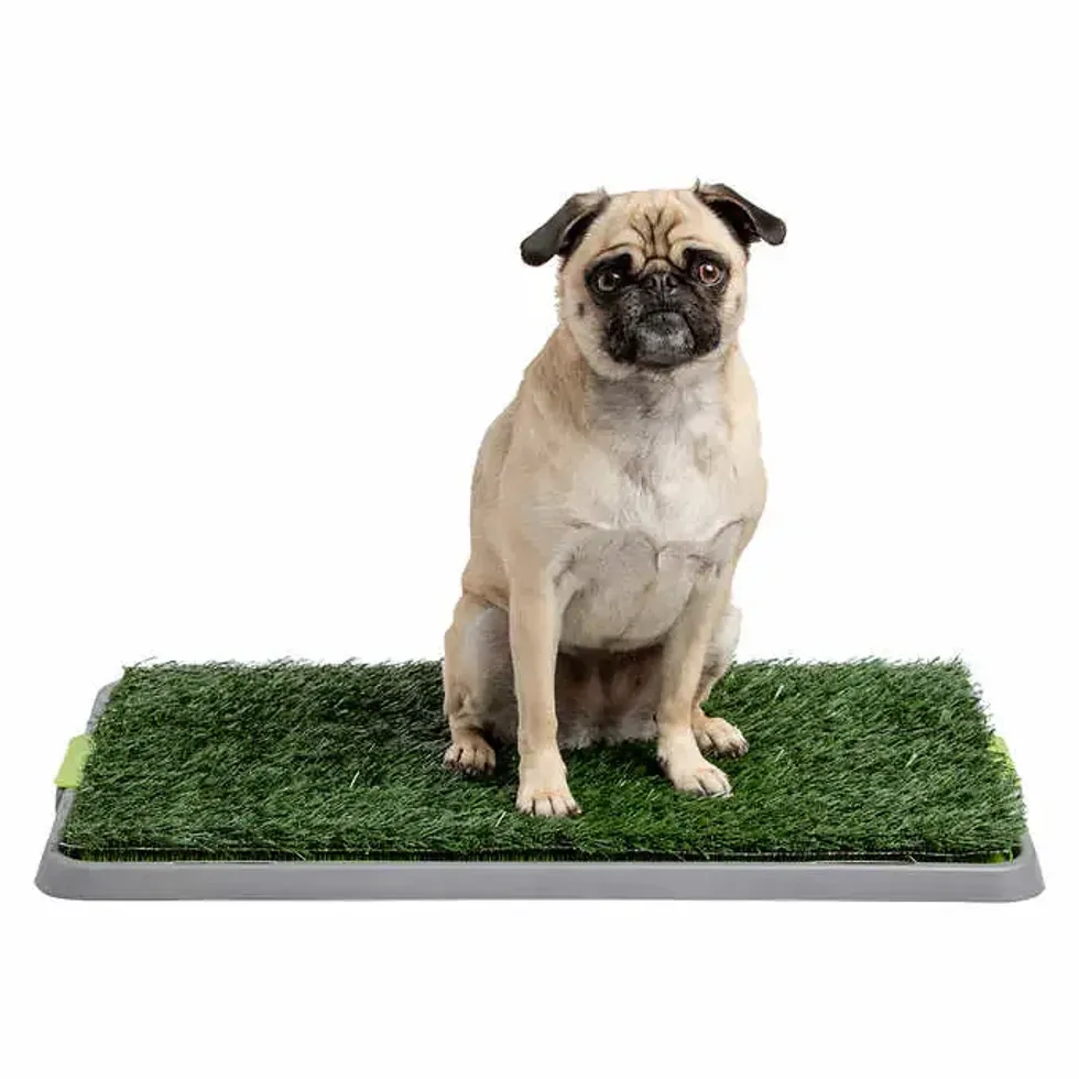 A confused-looking pug dog sitting on a small fake grass patch.