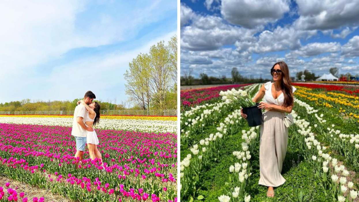 A couple kisses in the multicoloured tulip fields. Right: Someone holds a bucket of white tulips, amid rows of more white tulips that turn to red.