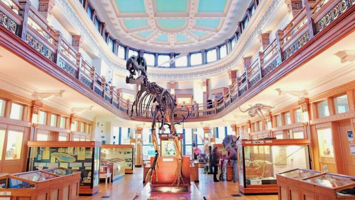 A dinosaur skeleton surrounded by natural history displays at the Redpath Museum.