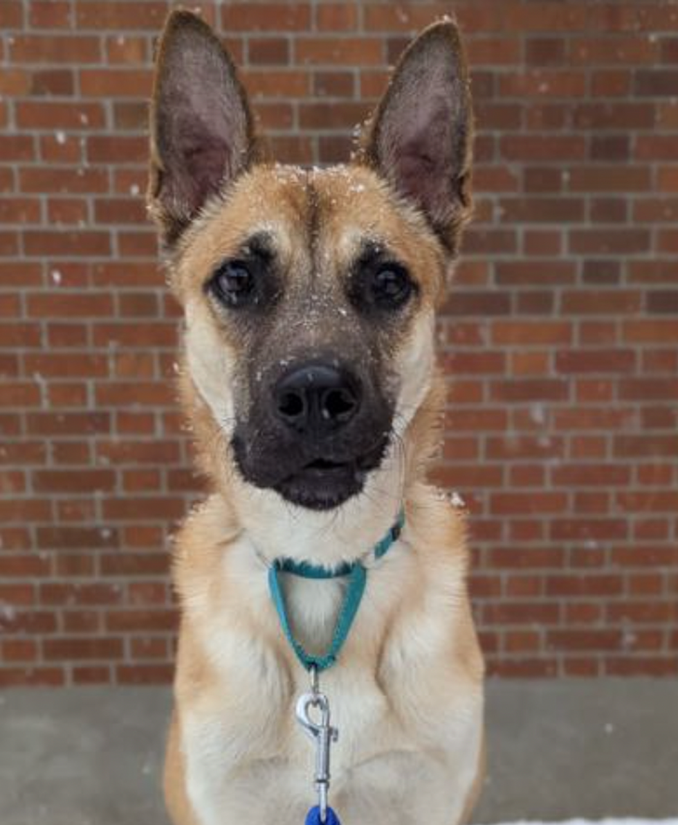 A dog ready for adoption the Montreal SPCA.