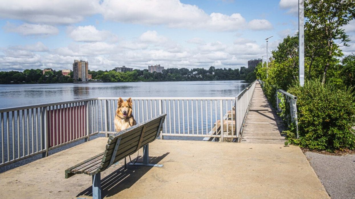 A dog sits on a bench beside the Rivière-des-Prairies in Montreal.