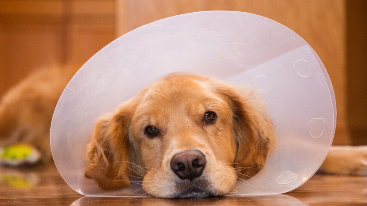 A dog wearing a cone collar.