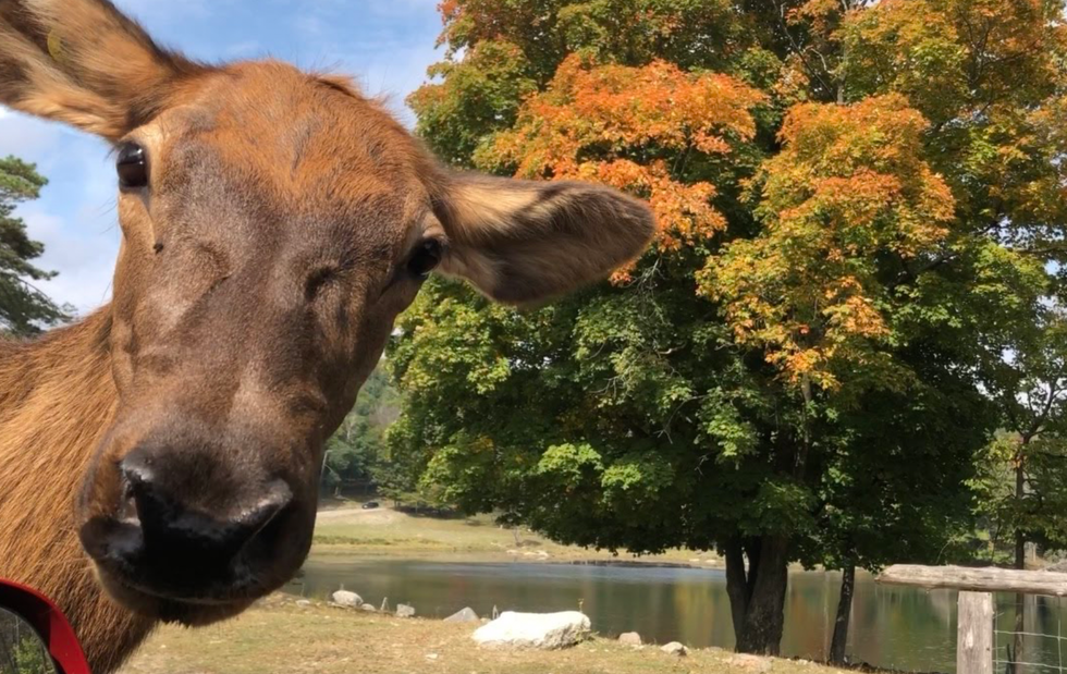 A female elk surrounded by fall foliage.A female elk surrounded by fall foliage.