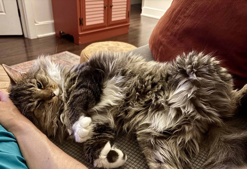 A fluffy brown cat relaxing on a couch.