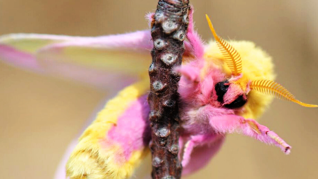 A fluffy pink and yellow moth on a branch.
