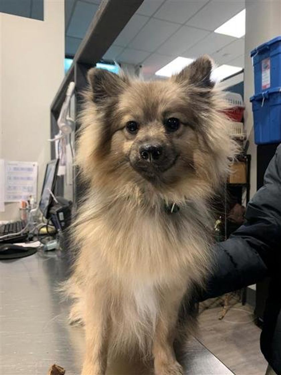 A fluffy, small to medium-sized dog with a thick tan and cream coat sits on a counter, looking directly at the camera.