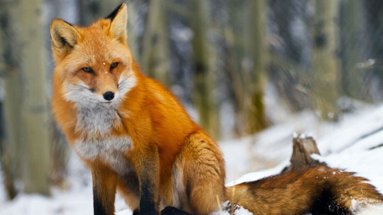A fox in snow.