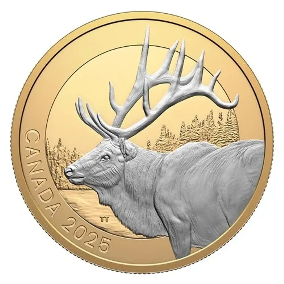 A golden elk Canadian coin.