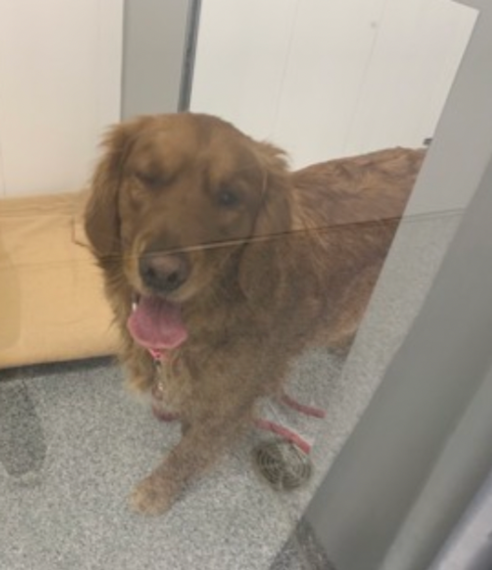A golden retriever named Kilva is up for adoption at the Montreal SPCA.