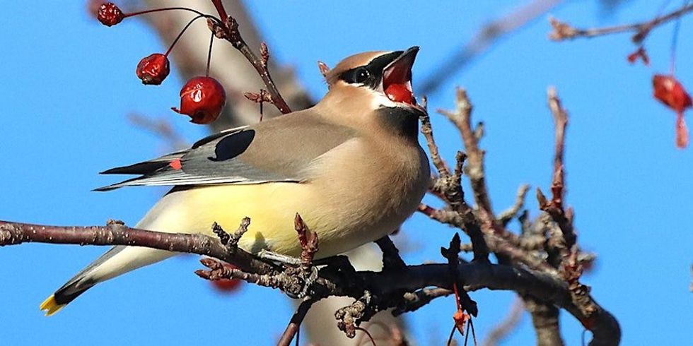 A grey and yellow bird on a tree branch with a red berry-like fruit in its mouth.