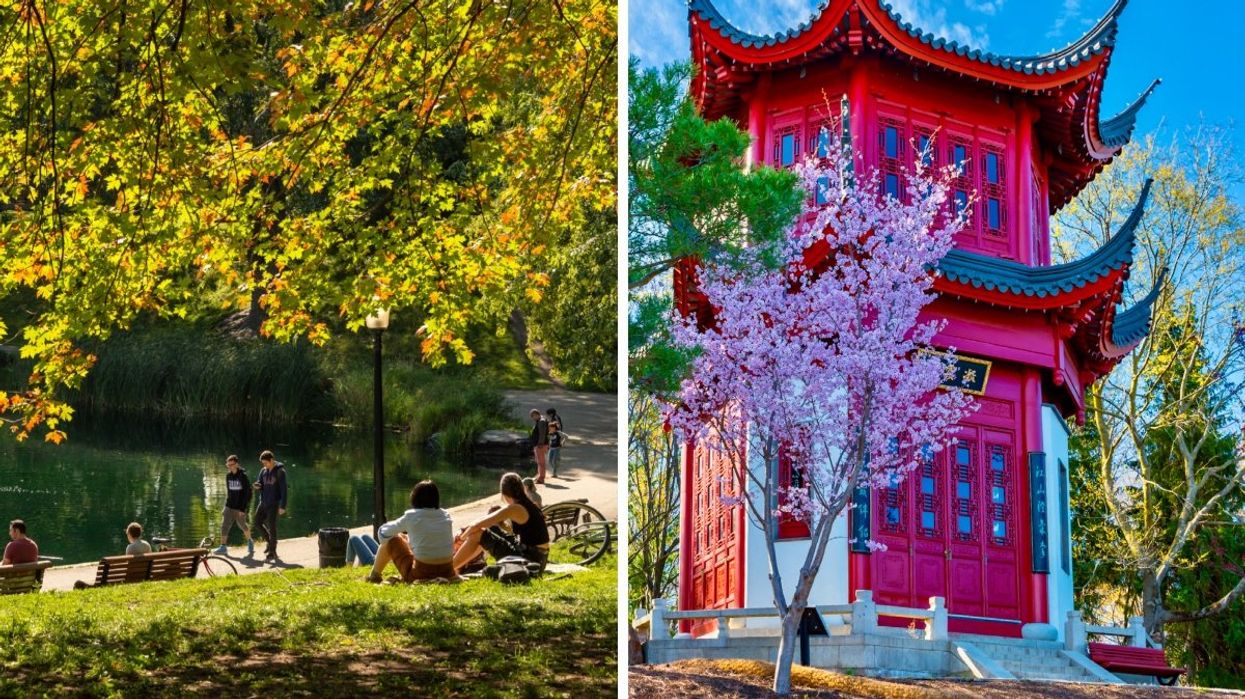 A group of people sitting under a large green tree in a park with a small pond and a walking path. Right: The Japanese Garden at Montreal's Botanical Garden enveloped by cherry blossom trees.