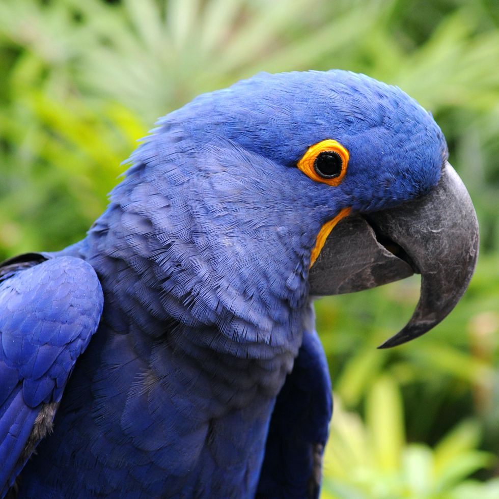 A hyacinth macaw.