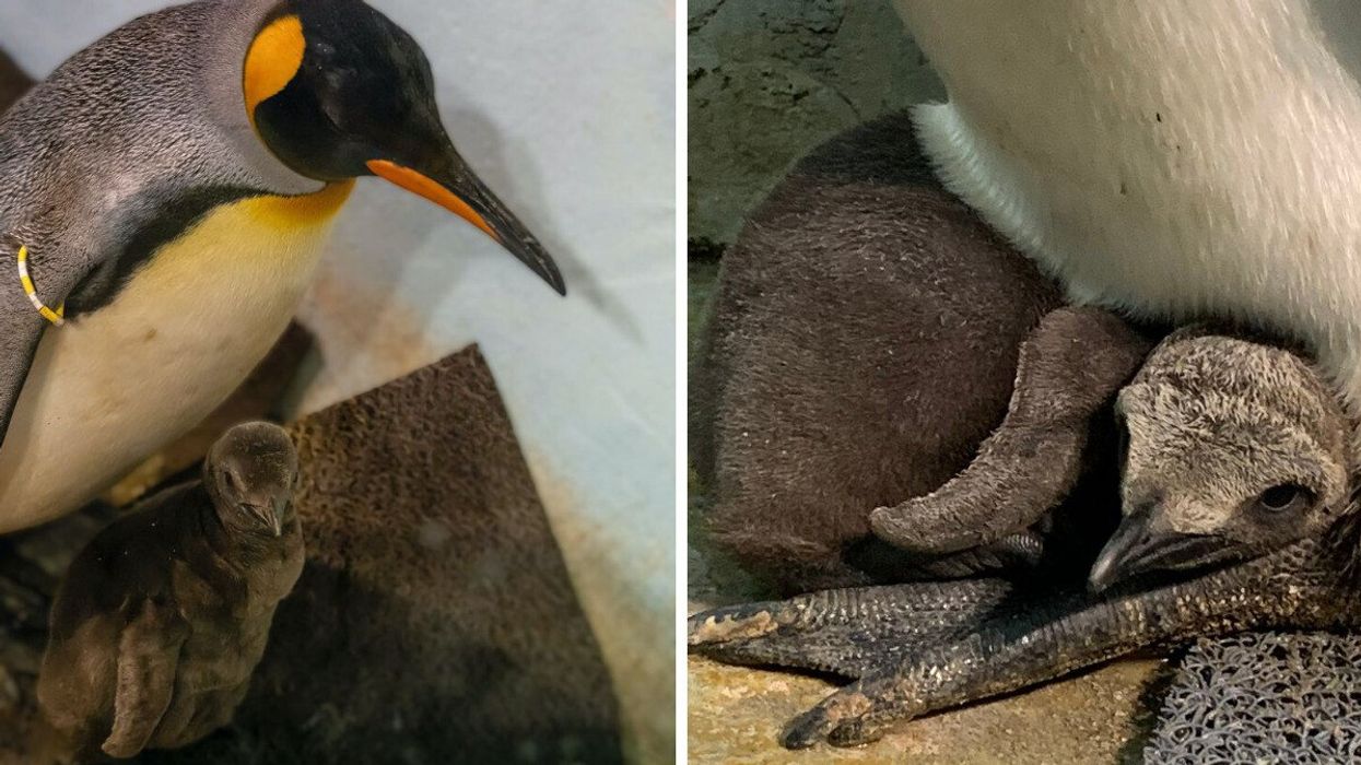 A king penguin chick and its mother at the Montreal Biodome. Right: The king penguin chick sits on top of its mother's feet under her abdominal fold.
