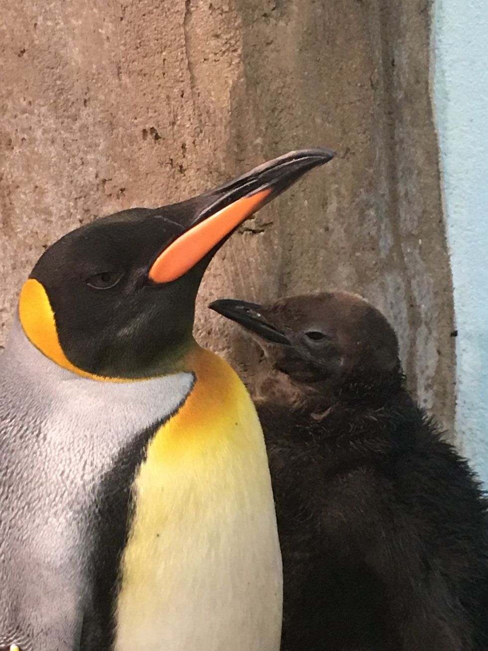 A king penguin chick and its mother at the Montreal Biodome.