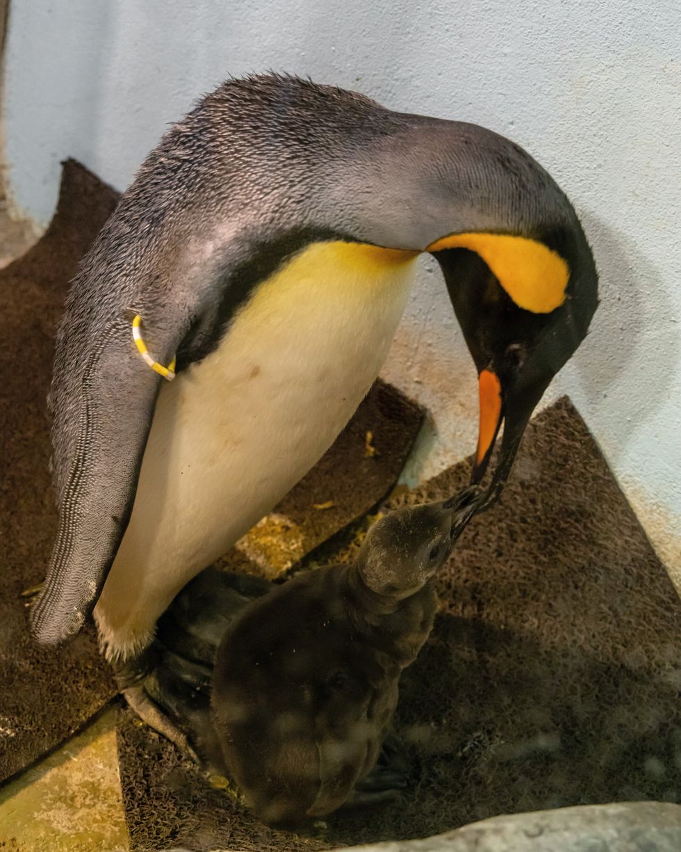 A king penguin chick and its mother at the Montreal Biodome.