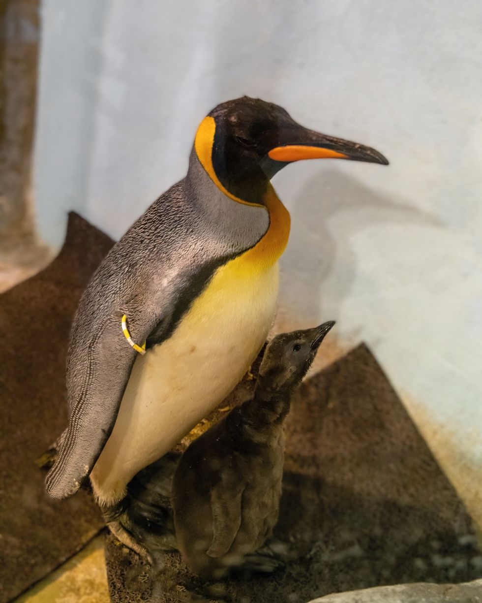 A king penguin chick and its mother at the Montreal Biodome.