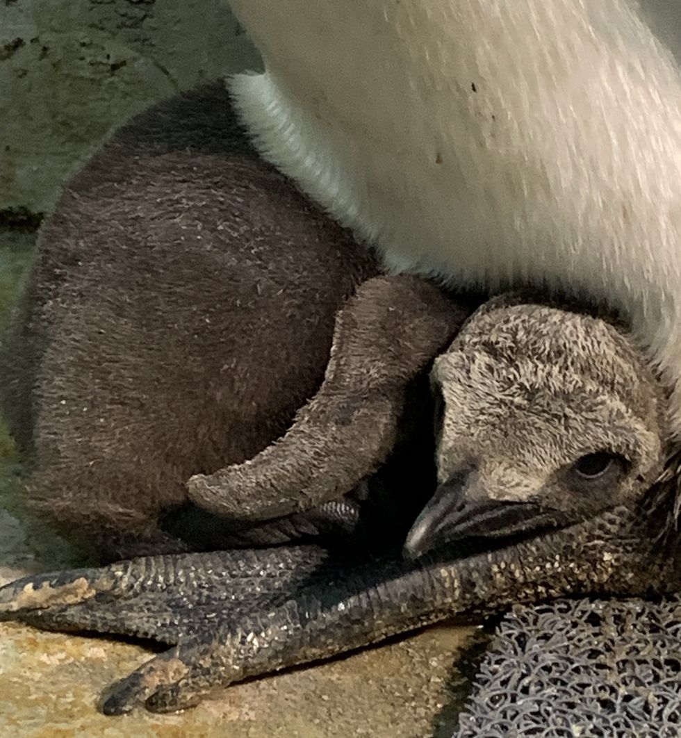 A king penguin chick sits on top of its mother's feet under her abdominal fold.