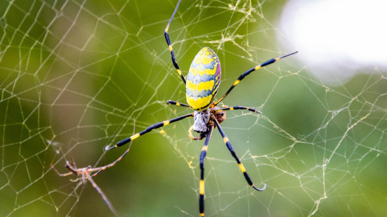 A large black-and-yellow Joro spider on its web.