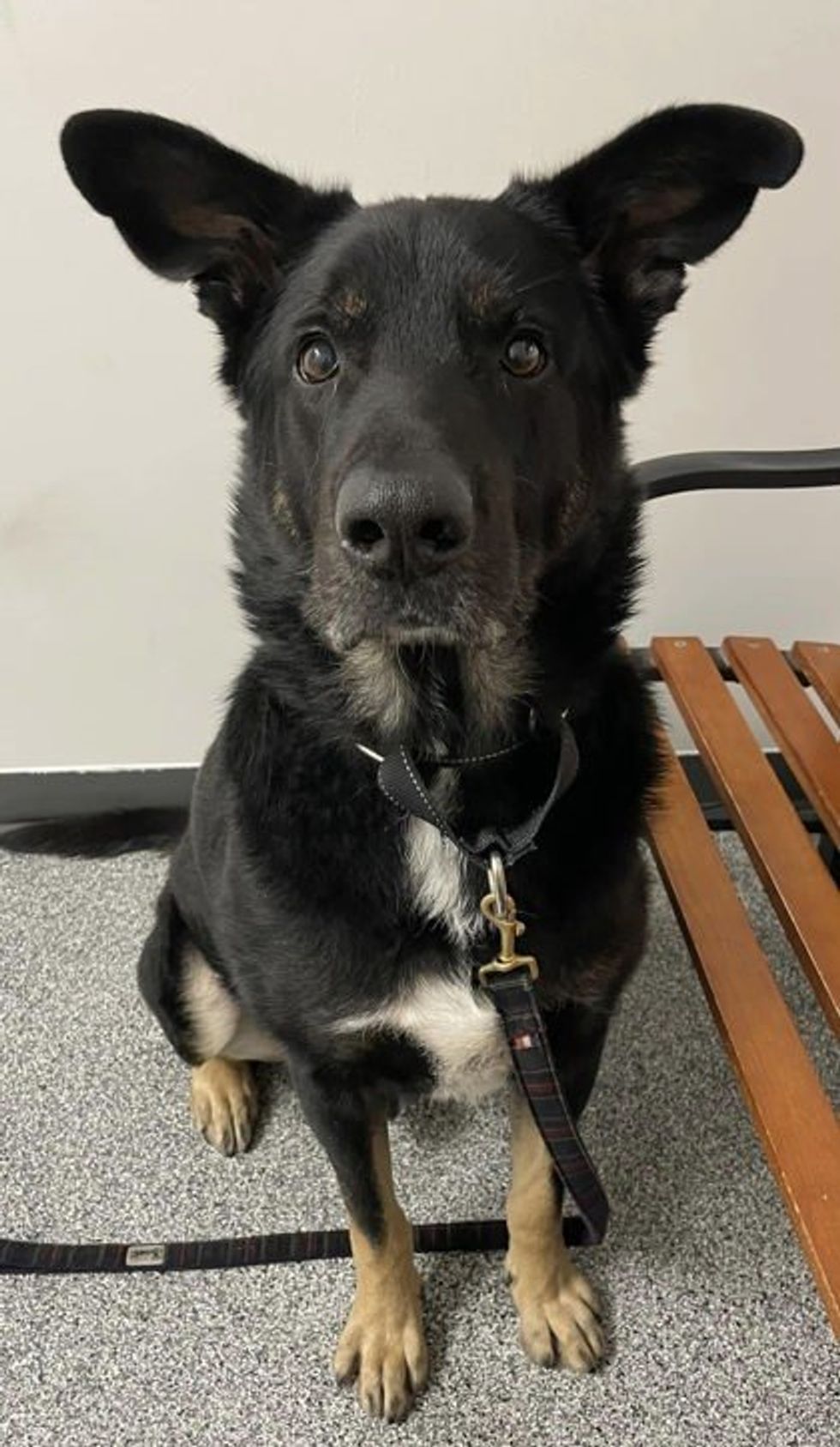 A large black mixed-breed dog at the Montreal SPCA.