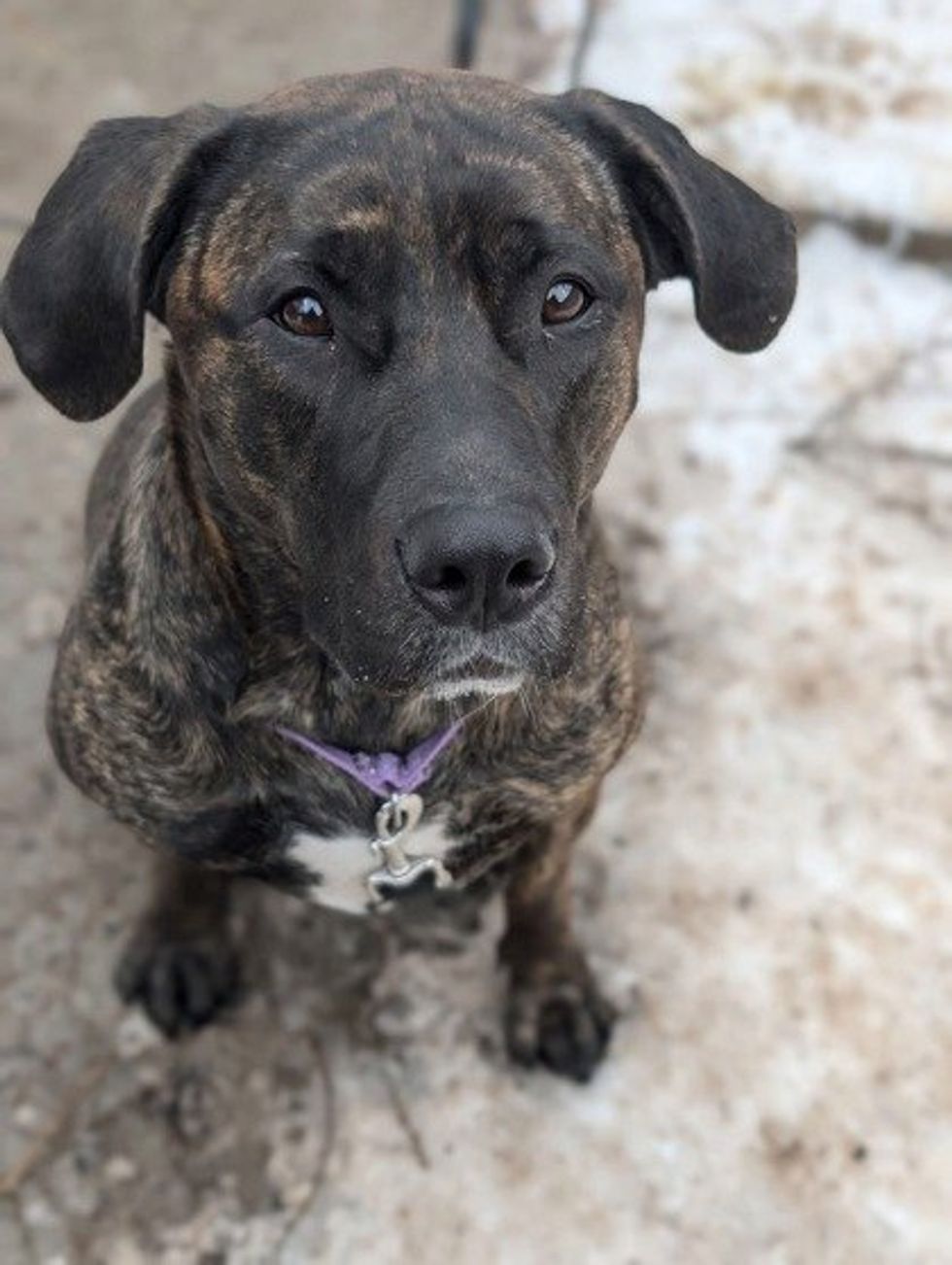 A large brindle dog with a black muzzle and floppy ears sits on a snowy, muddy surface, looking up with gentle brown eyes.