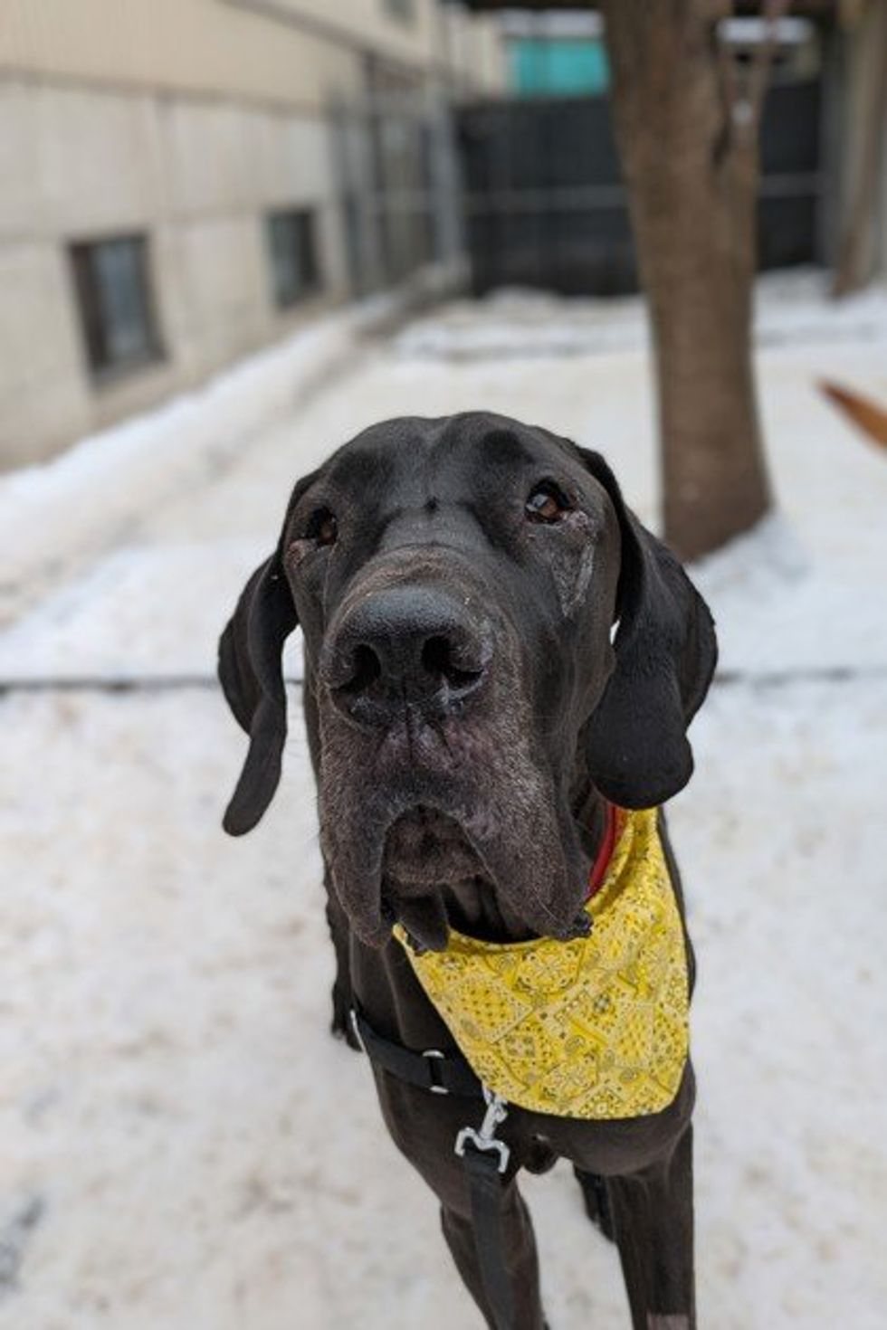 A large Great Dane with a sleek black coat and droopy ears stands in a snowy outdoor enclosure.