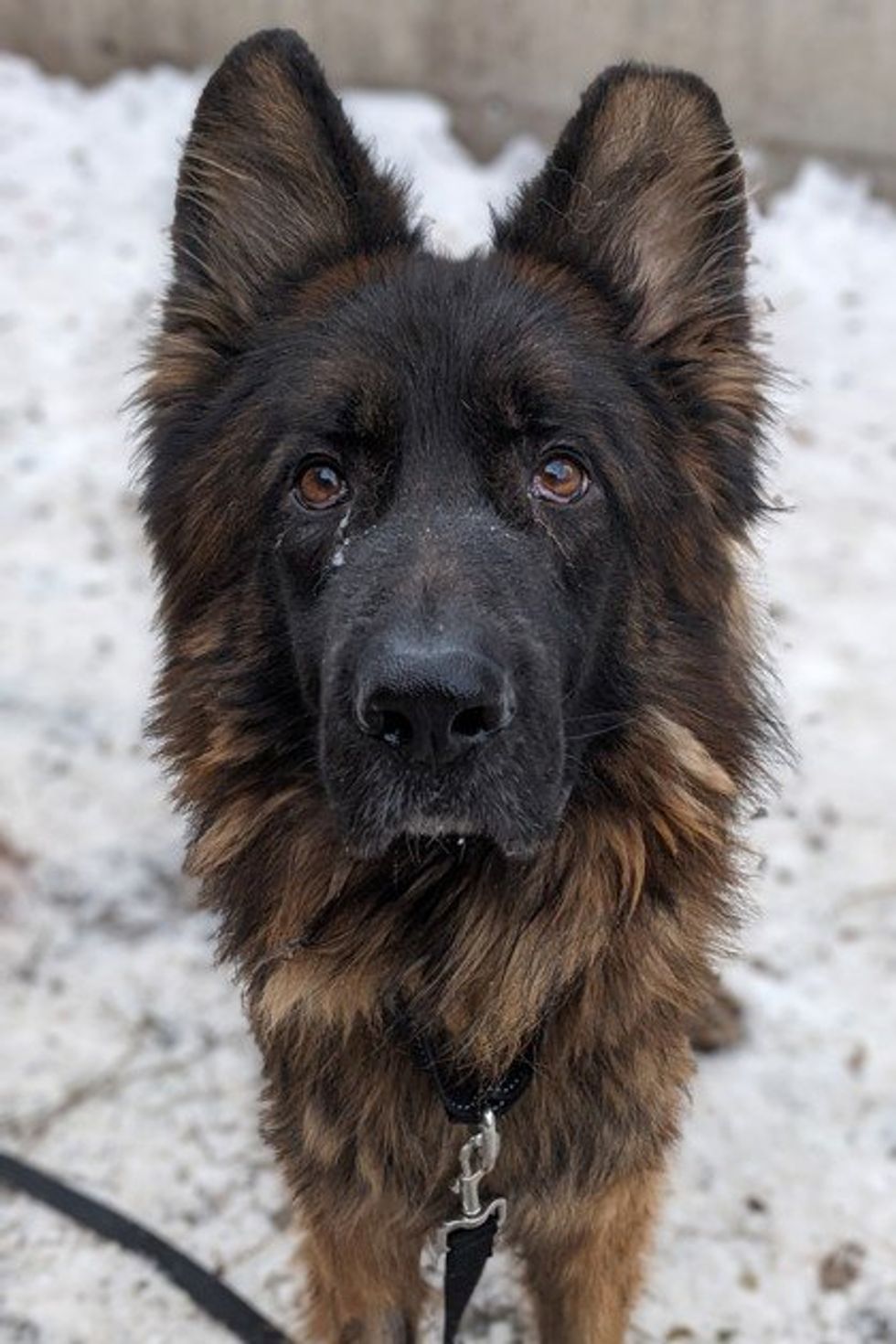 A large, long-haired German Shepherd with a dark brown and black coat stands in the snow, gazing directly into the camera with deep brown eyes.