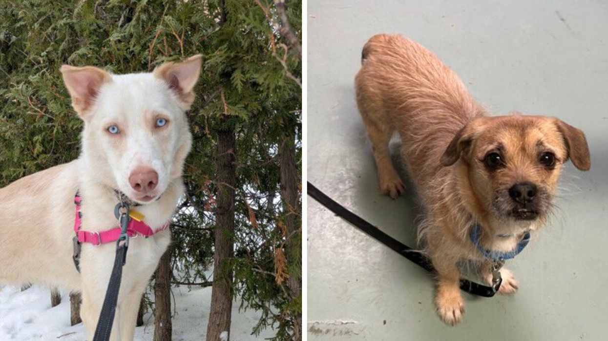 A light-coloured husky mix with blue eyes wears a pink harness while standing outside in the snow. Right: a small, scruffy brown terrier mix with a blue collar looks up curiously while standing on the floor at the Montreal SPCA.
