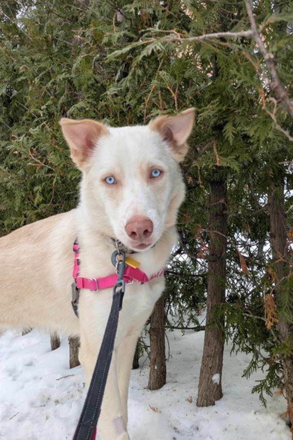 A light-coloured husky mix with blue eyes wears a pink harness while standing outside in the snow.