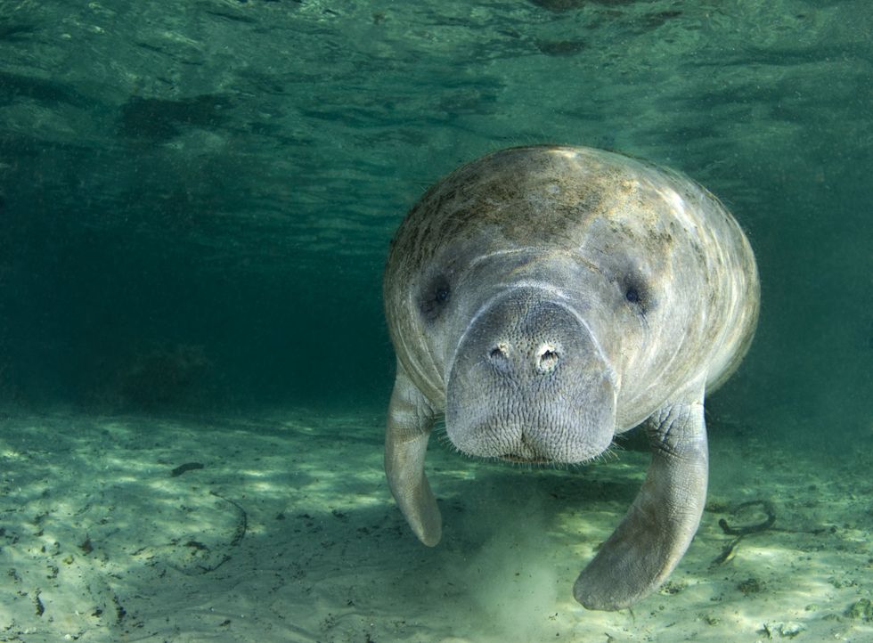 A manatee underwater in Red River, Florida.