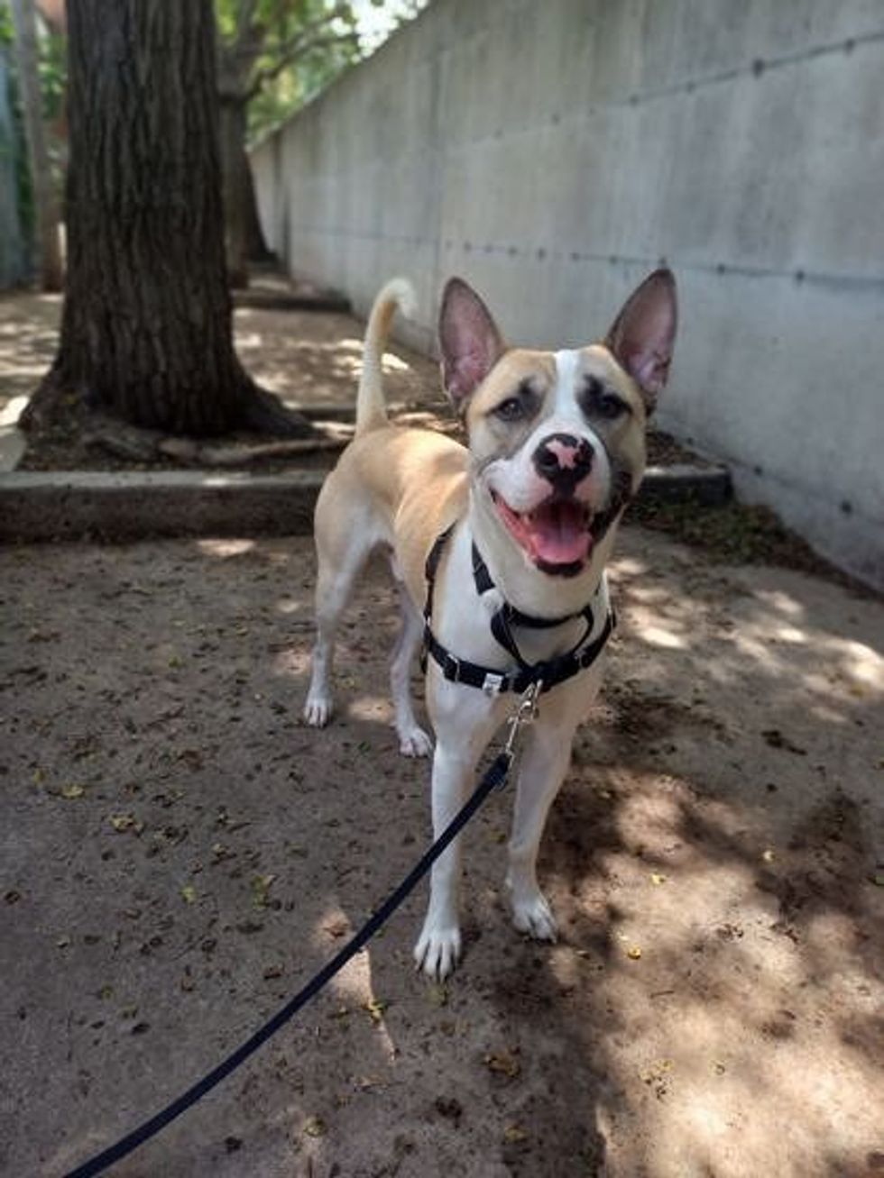 A medium-sized dog with a tan and white coat and a distinctive pink and black nose stands on a leash in an outdoor enclosure.