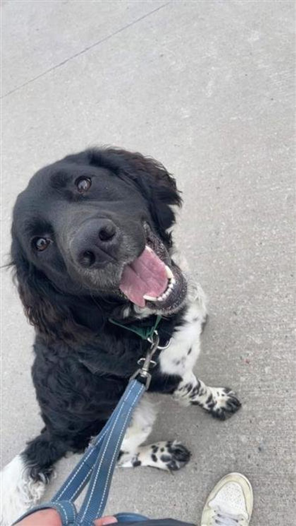 A mixed breed black and white dog smiling while posing for a photo wearing a blue leash.