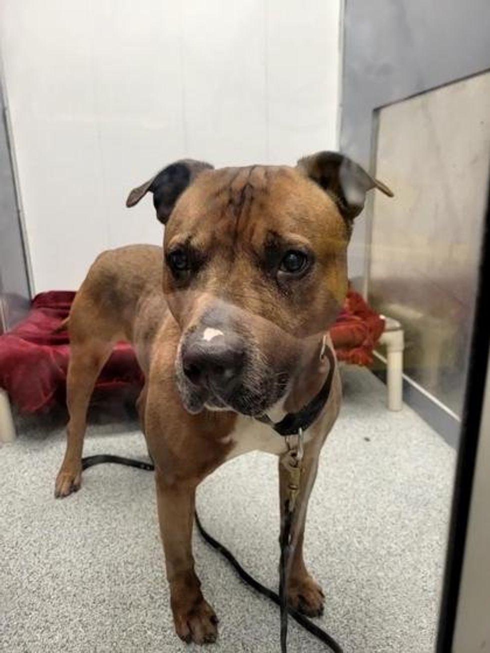A mixed breed dog inside its cage at a shelter with a black leash.