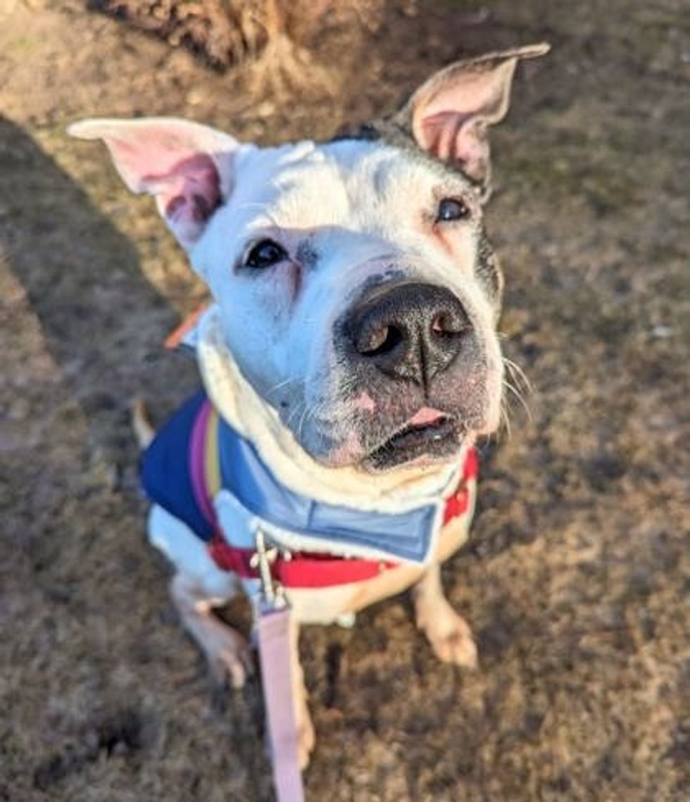 A mixed breed dog looking up at the sun wearing a blue coat and pink collar/leash.