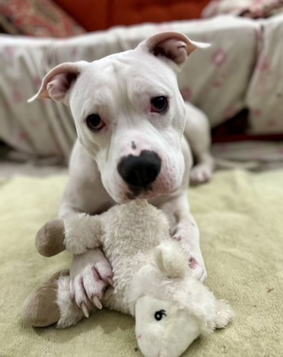 A mixed breed dog playing with a little lamb stuffed animal.