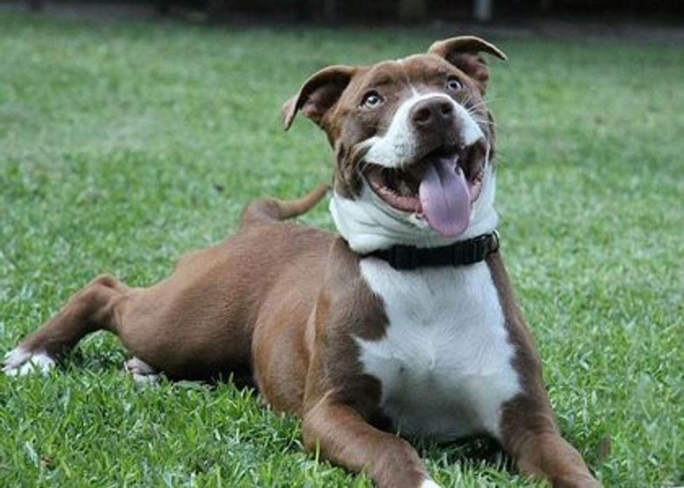A mixed breed dog posing for as photo with its tongue and legs out while laying down on a bed of grass.