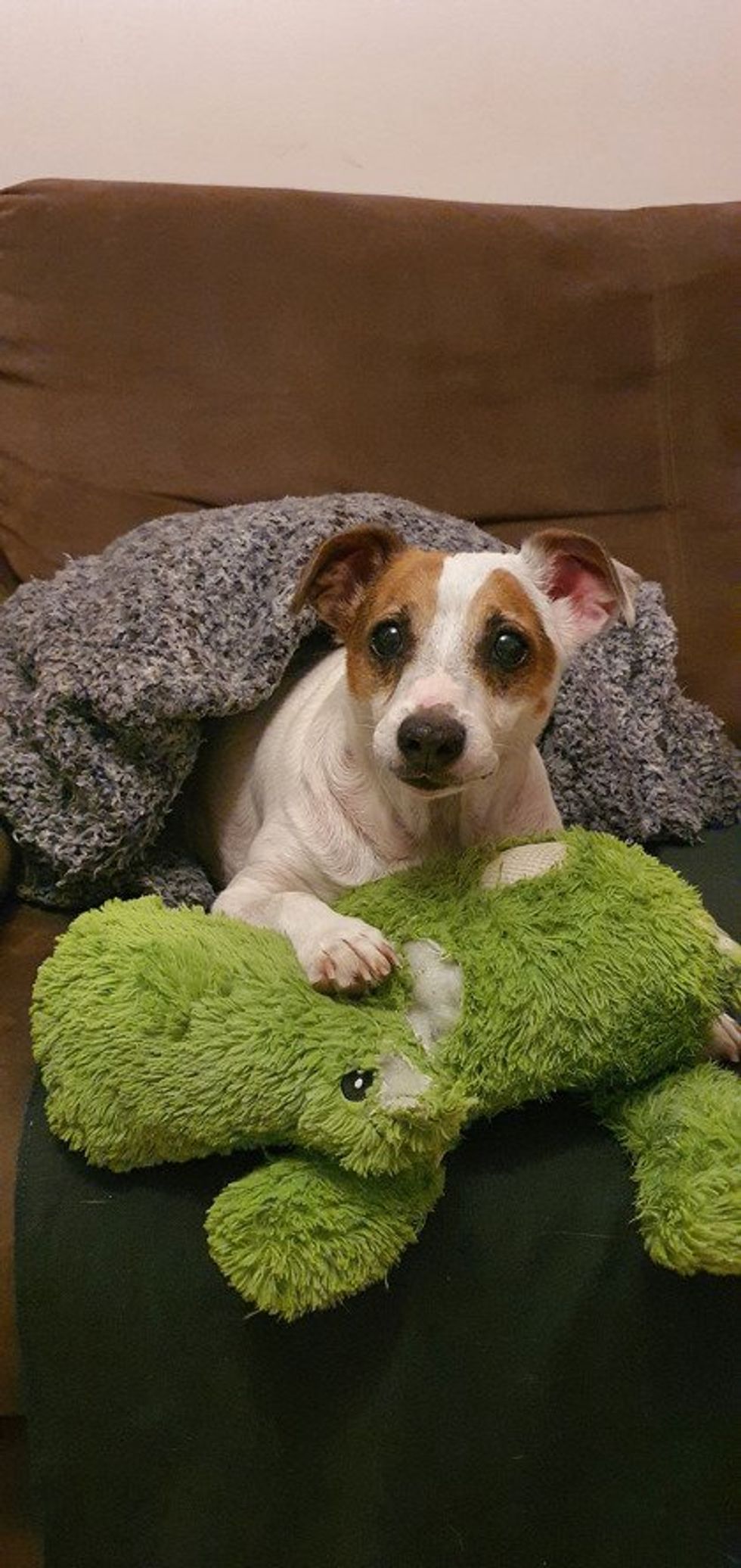 A mixed breed dog sitting under a grey blanket playing with a green stuffed animal.